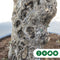 Olijfboom Verdial Olea europaea Verdial 210 cm