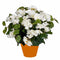 Mica Decorations Begonia - Kunstplant met bloemen - 37 cm - Wit - Terracotta pot