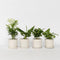 Plant in a Box - Budget mix van 4 luchtzuiverende kamerplanten - Musa - Chamadorea - Syngonium - Coffea - Pot 12cm - Hoogte 25-40cm