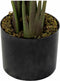 Decoratieve plant DKD Home Decor Groen PE Paradijsvogel (50 x 50 x 160 cm)