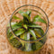Forest - Terrarium met led - 30cm