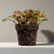 Fittonia | Terrariumplant | Ø6 - 15 cm