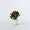 Plant in a Box - Euphorbia Milii - Christusdoorn - kamerplant - vetplant - ⌀ 13 cm - hoogte 25-35 cm