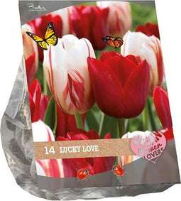 Urban Flowers bloembollen – Lucky Love - 2 x 14 stuks