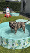 Easypets - Hondenzwembad - Summer Swimming Pool - 120X30 cm