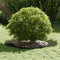vidaXL - Plantenring - voor - Bomen - 5 - Stuks - Olijfgroen - Ø50/80 - cm - Staal