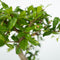 Plant in a Box - Bonsai boompje met Easy-care watersysteem én stromende waterval over Zen stenen - kamerplant - Hoogte 25-35cm