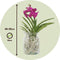Plant in a Box - Vanda 'Bose' in vaas - Orchidee - Kers - Hoogte 45cm