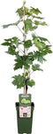 Goed & Groen - Witte druif ‘Vitis Lakemont’ (Tasty Green) -↨ 50cm - Potmaat 19cm - Kwaliteit Planten - Tuin Plant - Tuinplantenplanten - Sfeer