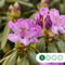Rhododendron Catawbiense grandiflorum | Rhododendron 'Catawbiense grandiflorum' | Bomenbezorgd.nl