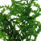 Ap-bolbitis heudelotii 5 cm pot