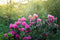 Customize it - Tuinschilderij azalea roze 130x70cm