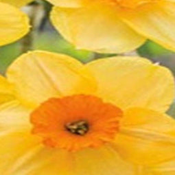 JUB - Narcissus Kedron