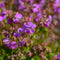 Geranium cant. 'Cambridge' | 1 stuk | Bodembedekker | vermijd onkruid | grondbedekker | 11x11 cm Kwekerspot | winterhard | Roze
