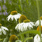 Echinacea purp. 'Alba' | 1 stuk | Bijen- en vlinderplant | Bijentuin | 11x11 cm Kwekerspot | Wit
