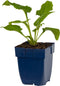 Echinacea purp. 'Alba' | 1 stuk | Bijen- en vlinderplant | Bijentuin | 11x11 cm Kwekerspot | Wit