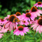 Echinacea purp. 'Magnus' | 1 stuk | Bijen- en vlinderplant | Bijentuin | 11x11 cm Kwekerspot | Snijbloem | Geurend | Roze
