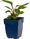 Echinacea purp. 'Magnus' | 1 stuk | Bijen- en vlinderplant | Bijentuin | 11x11 cm Kwekerspot | Snijbloem | Geurend | Roze
