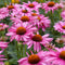 Echinacea purp. 'Magnus' | 1 stuk | Bijen- en vlinderplant | Bijentuin | 11x11 cm Kwekerspot | Snijbloem | Geurend | Roze