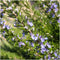 Plants by Frank | 6 Rozemarijnplant | Vaste planten | Tuinplanten | 6 x Ø7 cm | 15 cm | Rosmarinus offincalis winterhard | Geurhaag