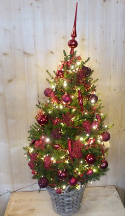 Echte kerstboom in mand met verlichting rood h130