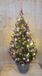 Echte kerstboom in mand met verlichting roze h130