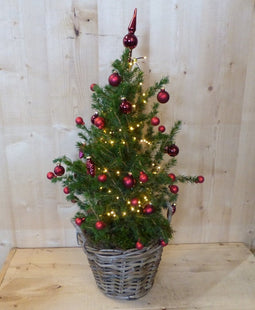 Echte kerstboomje 40 cm in mand met verlichting rood