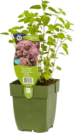 Echte marjolein kruid Origanum vulgareGriffioen