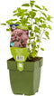 Echte marjolein kruid Origanum vulgareGriffioen