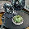 Echte Succulent groen in Concrete keramiek schaal - Ø12-14 cm - 5 cm - 1x Echeveria Pulidonis - kamerplant - vetplant - Herfstdecoratie