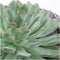 Echte Succulent groen in Concrete keramiek schaal - Ø12-14 cm - 5 cm - 1x Echeveria Pulidonis - kamerplant - vetplant - Herfstdecoratie