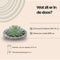 Echte Succulent groen in Concrete keramiek schaal - Ø12-14 cm - 5 cm - 1x Echeveria Pulidonis - kamerplant - vetplant - Herfstdecoratie