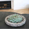 Echte Succulent groen in Concrete keramiek schaal - Ø12-14 cm - 5 cm - 1x Echeveria Pulidonis - kamerplant - vetplant - Herfstdecoratie