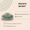 Echte Succulent groen in Concrete keramiek schaal - Ø12-14 cm - 5 cm - 1x Echeveria Pulidonis - kamerplant - vetplant - Herfstdecoratie