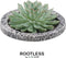 Echte Succulent groen in Concrete keramiek schaal - Ø12-14 cm - 5 cm - 1x Echeveria Pulidonis - kamerplant - vetplant - Herfstdecoratie