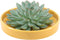 Echte Succulent groen in gele keramiek schaal - Ø12-14 cm - 5 cm - 1x Echeveria Pulidonis - kamerplant - vetplant