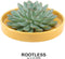 Echte Succulent groen in gele keramiek schaal - Ø12-14 cm - 5 cm - 1x Echeveria Pulidonis - kamerplant - vetplant