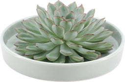 Echte Succulent groen in groene keramiek schaal - Ø12-14 cm - 5 cm - 1x Echeveria Pulidonis - kamerplant - vetplant