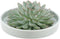Echte Succulent groen in groene keramiek schaal - Ø12-14 cm - 5 cm - 1x Echeveria Pulidonis - kamerplant - vetplant