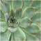 Echte Succulent groen in groene keramiek schaal - Ø12-14 cm - 5 cm - 1x Echeveria Pulidonis - kamerplant - vetplant