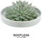 Echte Succulent groen in groene keramiek schaal - Ø12-14 cm - 5 cm - 1x Echeveria Pulidonis - kamerplant - vetplant