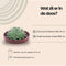 Echte Succulent groen in rode keramiek schaal - Ø12-14 cm - 5 cm - 1x Echeveria Pulidonis - kamerplant - vetplant