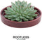 Echte Succulent groen in rode keramiek schaal - Ø12-14 cm - 5 cm - 1x Echeveria Pulidonis - kamerplant - vetplant