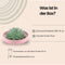 Echte Succulent groen in roze keramiek schaal - Ø12-14 cm - 5 cm - 1x Echeveria Pulidonis - kamerplant - vetplant