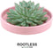 Echte Succulent groen in roze keramiek schaal - Ø12-14 cm - 5 cm - 1x Echeveria Pulidonis - kamerplant - vetplant