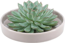 Echte Succulent groen in taupe keramiek schaal - Ø12-14 cm - 5 cm - 1x Echeveria Pulidonis - kamerplant - vetplant