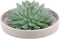 Echte Succulent groen in taupe keramiek schaal - Ø12-14 cm - 5 cm - 1x Echeveria Pulidonis - kamerplant - vetplant