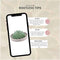 Echte Succulent groen in taupe keramiek schaal - Ø12-14 cm - 5 cm - 1x Echeveria Pulidonis - kamerplant - vetplant