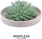 Echte Succulent groen in taupe keramiek schaal - Ø12-14 cm - 5 cm - 1x Echeveria Pulidonis - kamerplant - vetplant