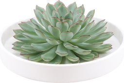 Echte Succulent groen in witte keramiek schaal - Ø12-14 cm - 5 cm - 1x Echeveria Pulidonis - kamerplant - vetplant